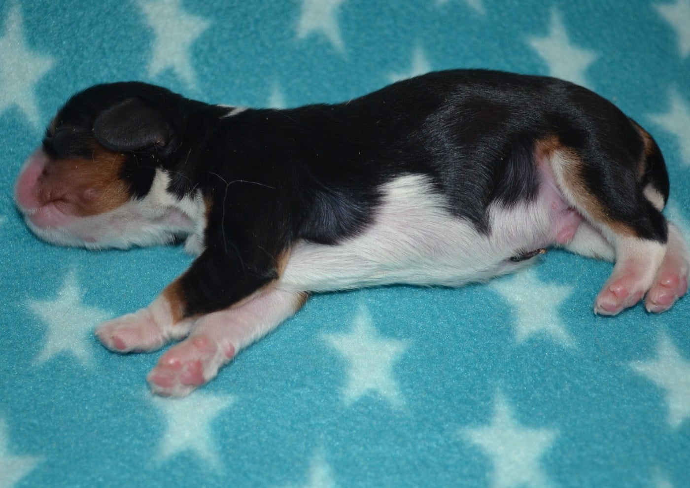 CHIOT de la Vallée d' ALINA