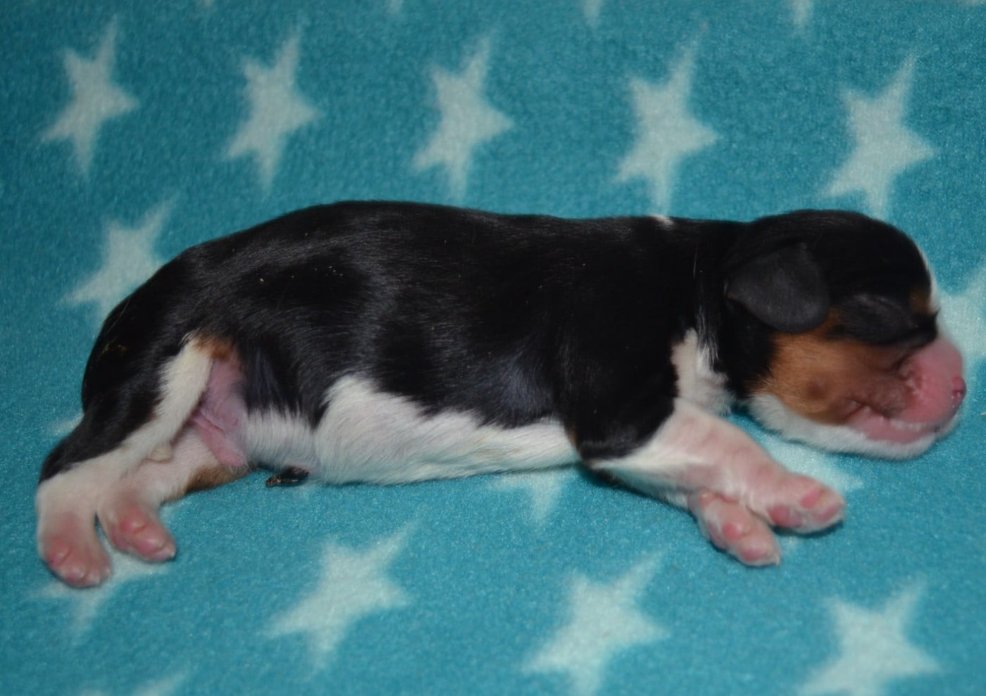 CHIOT de la Vallée d' ALINA