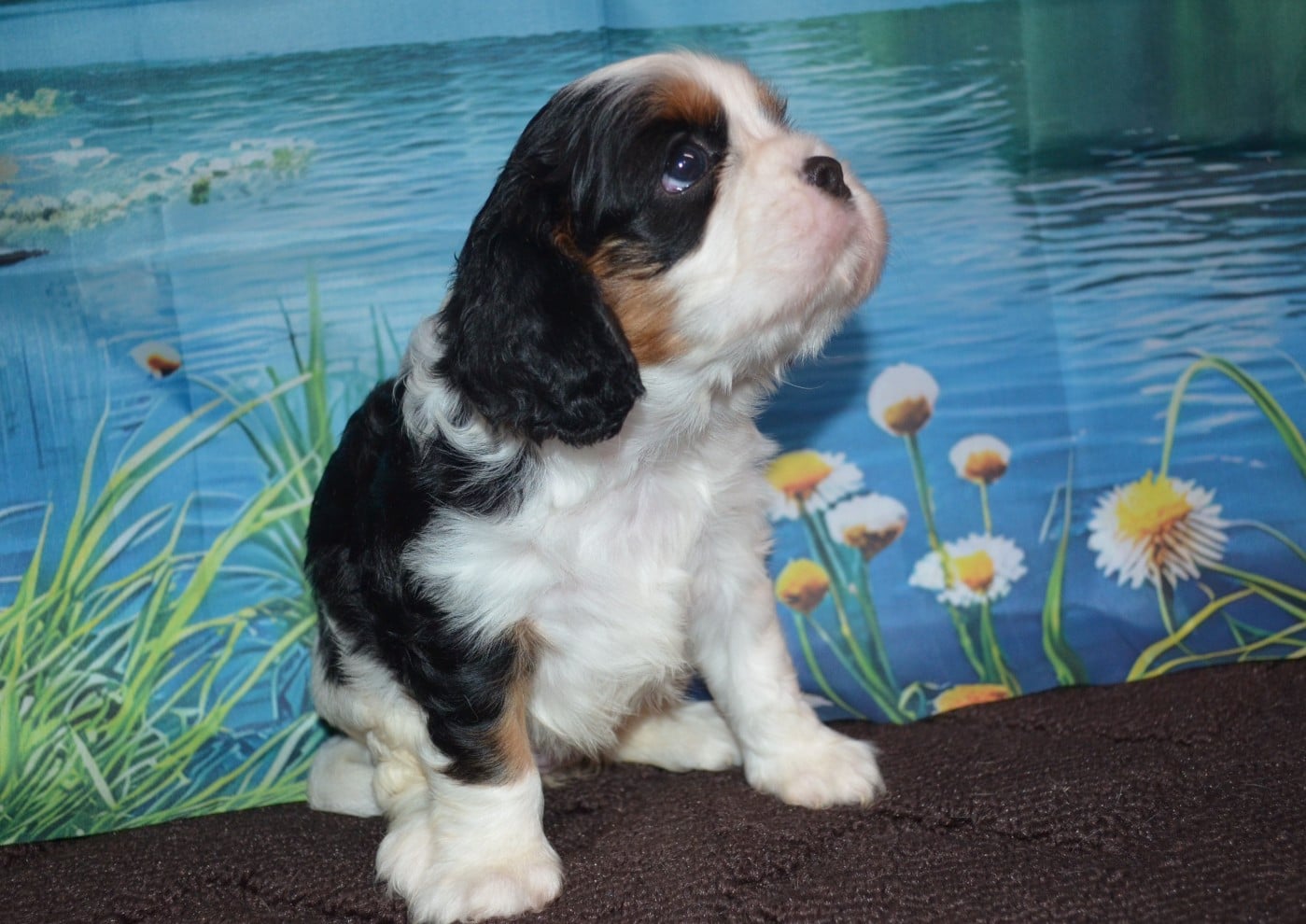 BALI de LA vallée d' ALINA