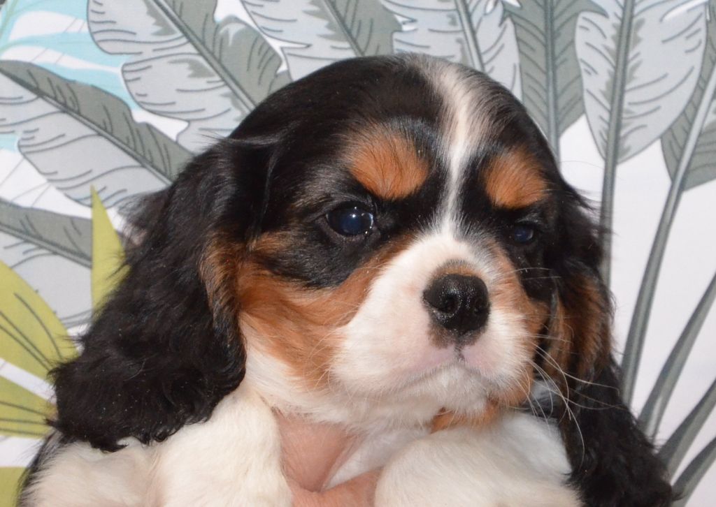 ALVIN de la Vallée d' ALINA