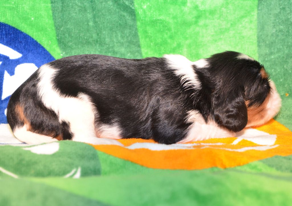 ALVIN de la Vallée d' ALINA