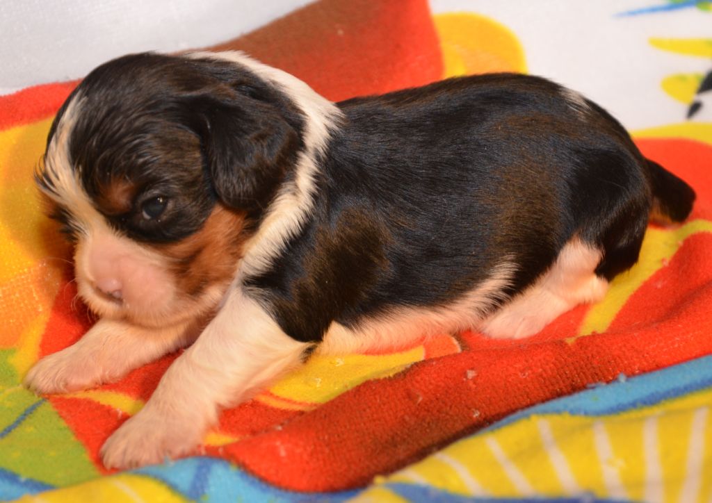 ABBY de la Vallée d' ALINA