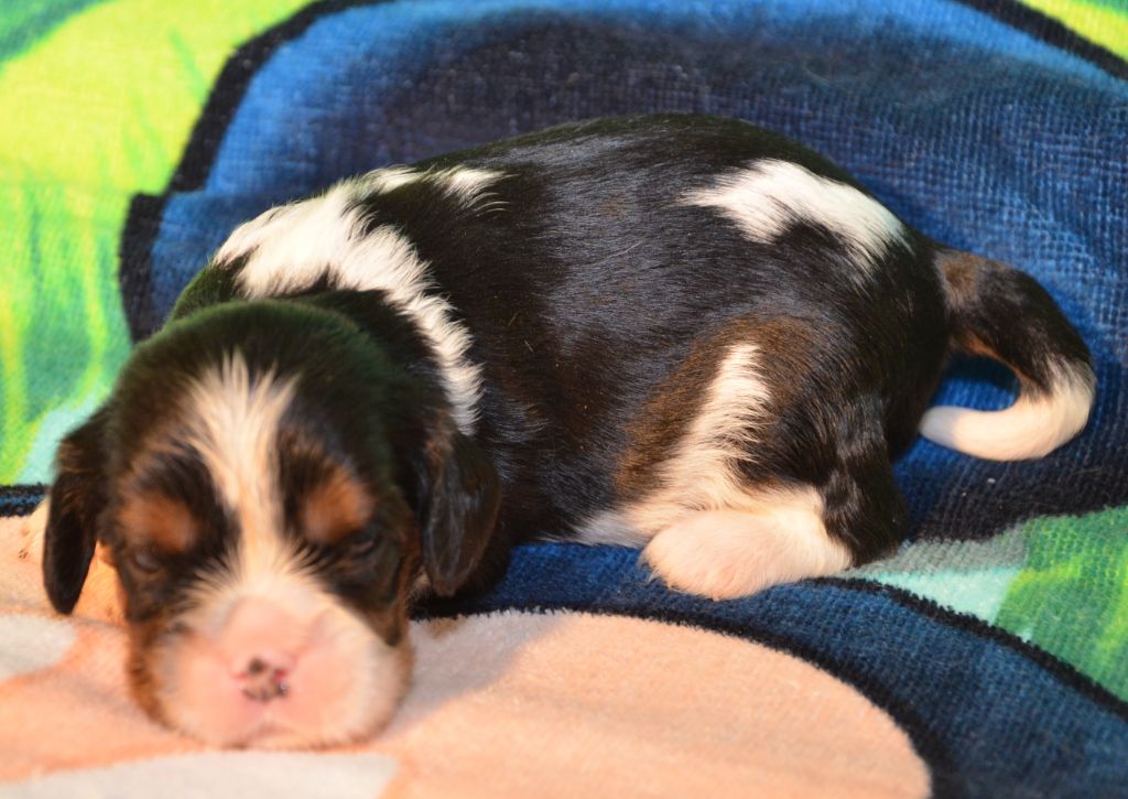 ALINA de la Vallée d' ALINA.