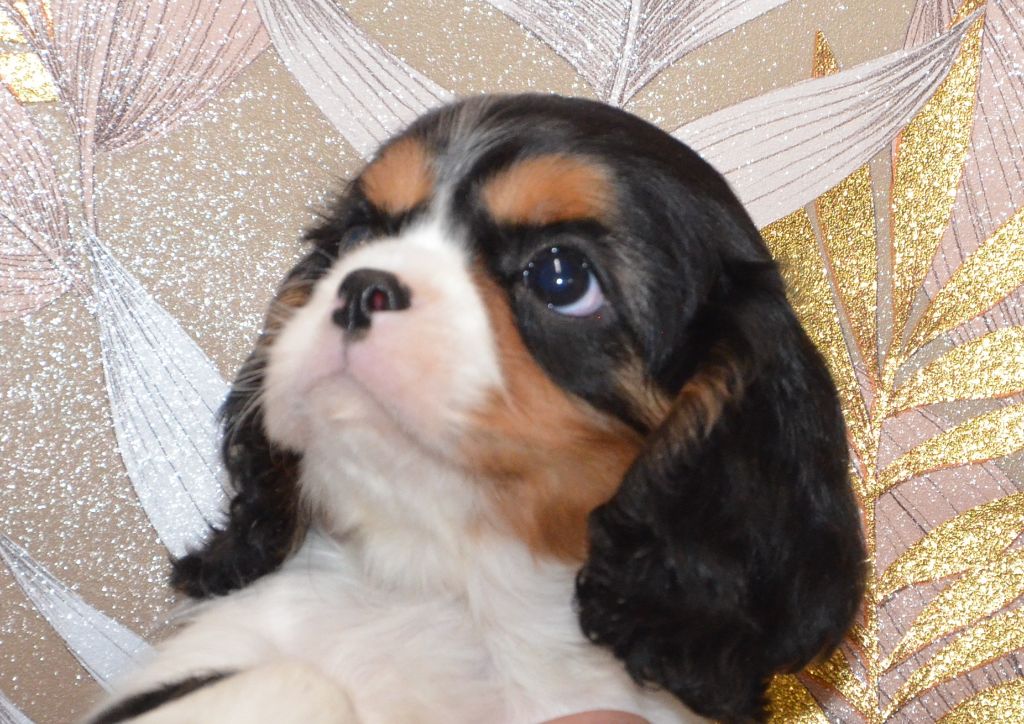 ASIA de la Vallée d' ALINA