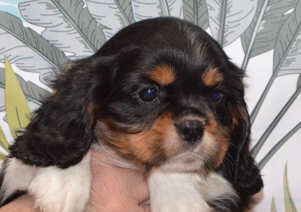 ARAGON de la Vallée d' ALINA