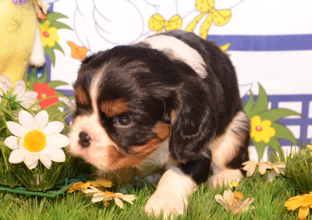 ARTHUR de la Vallée d' ALINA