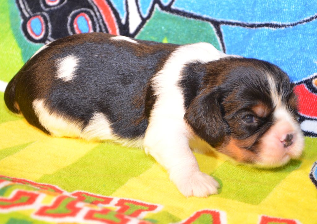 ARTHUR de la Vallée d' ALINA