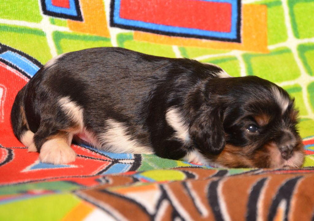 ARAGON de la Vallée d' ALINA