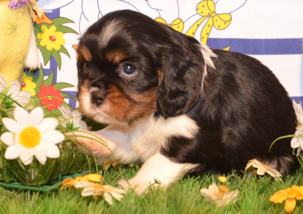 ARAGON de la Vallée d' ALINA