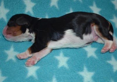 Les chiots de Cavalier King Charles Spaniel