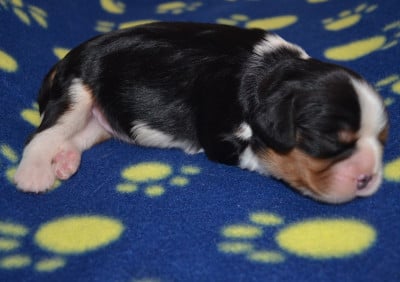 Les chiots de Cavalier King Charles Spaniel