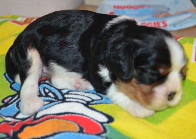 Les chiots de Cavalier King Charles Spaniel