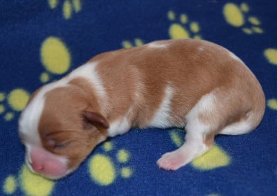 Cavalier King Charles Spaniel