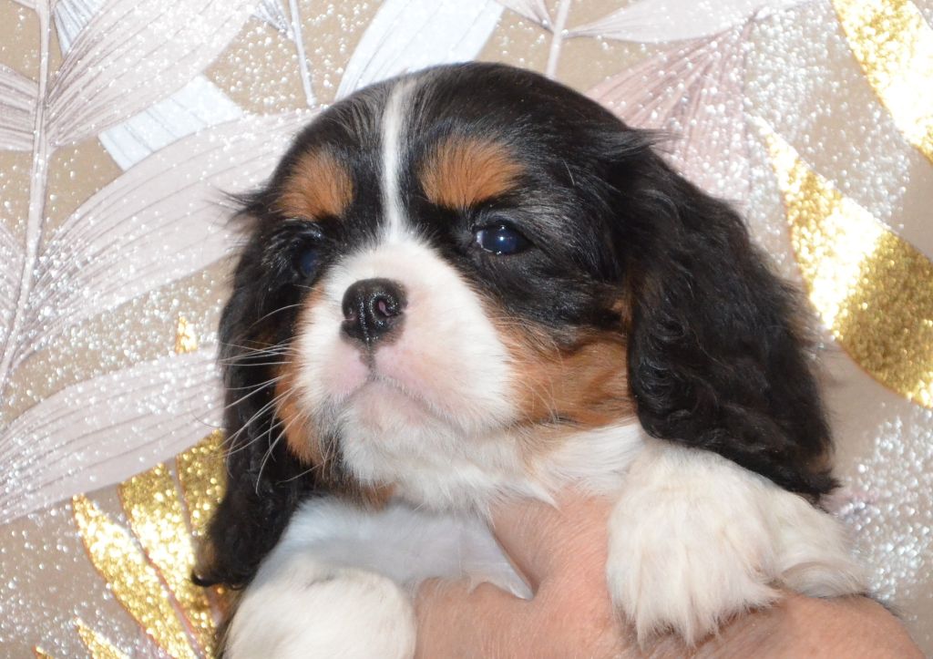 ALINA de la Vallée d' ALINA.