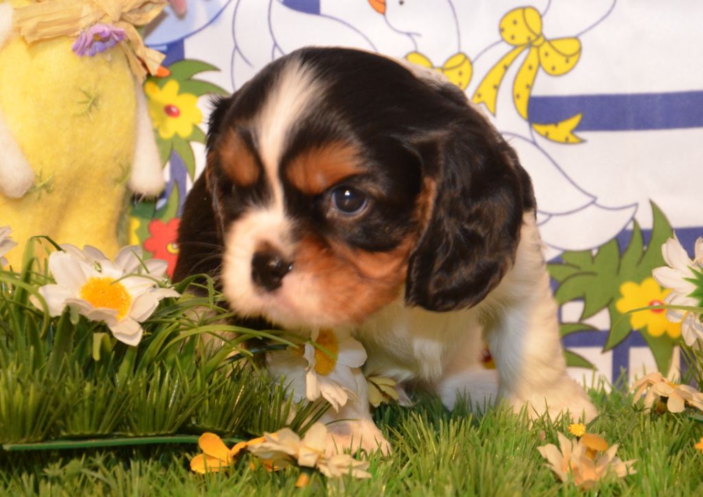 ALVIN de la Vallée d' ALINA