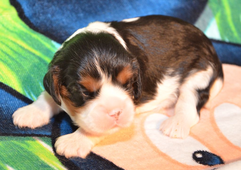 ASIA de la Vallée d' ALINA