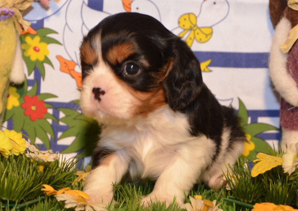 ASIA de la Vallée d' ALINA