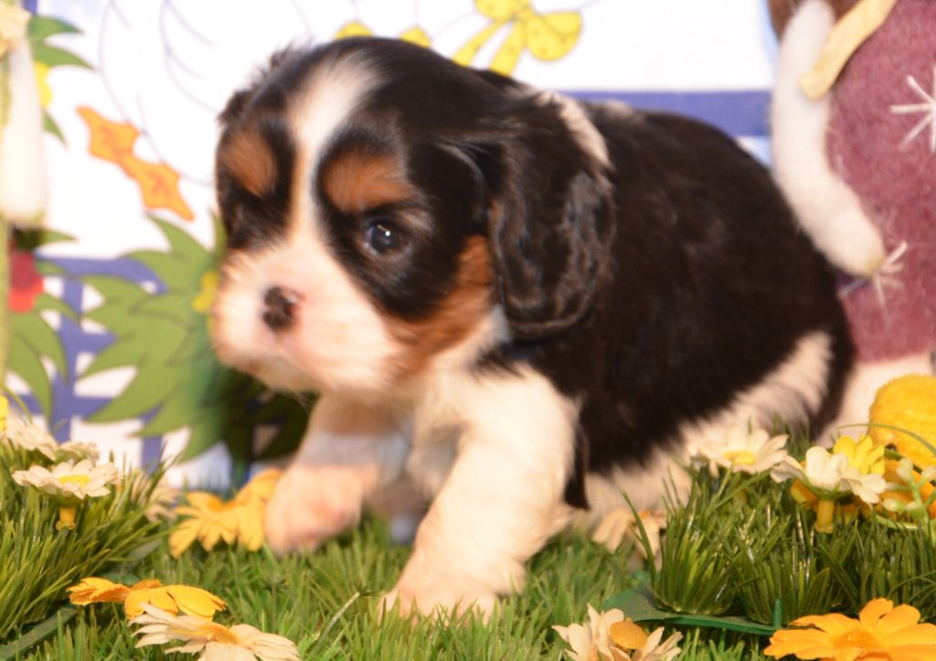 ALINA de la Vallée d' ALINA.