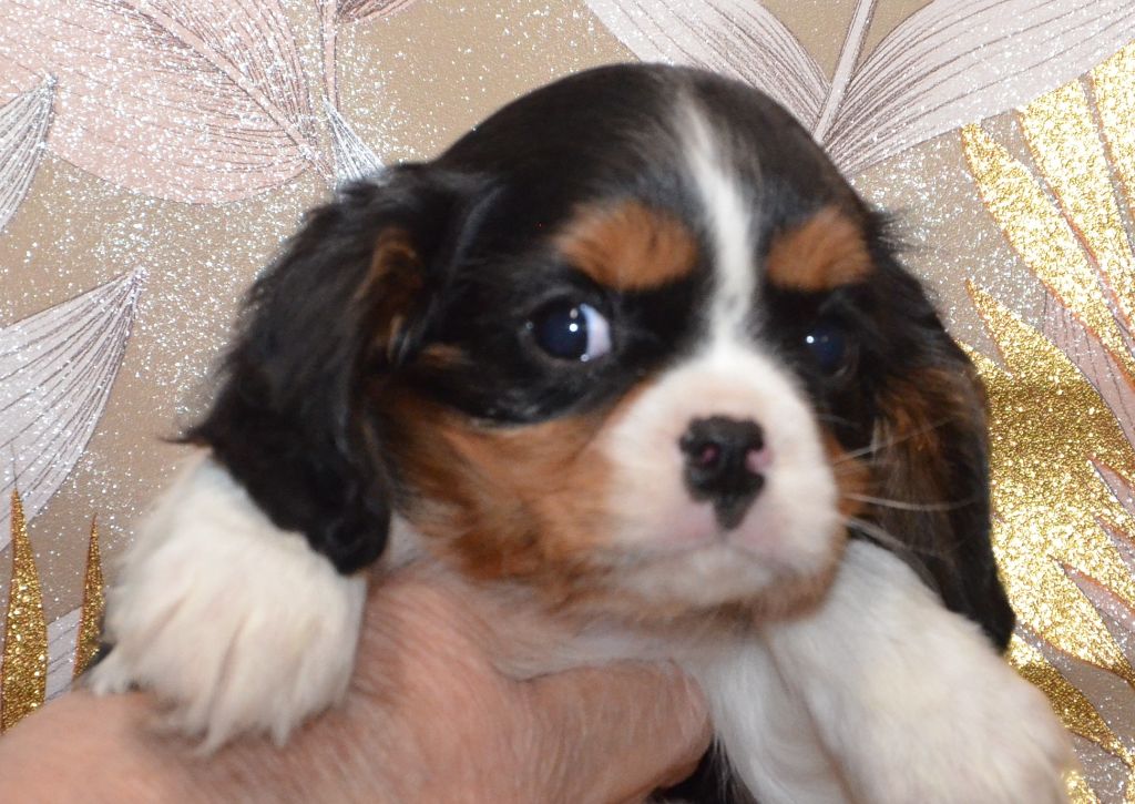 ABBY de la Vallée d' ALINA