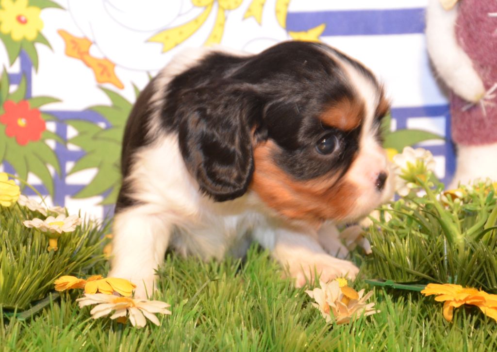 ABBY de la Vallée d' ALINA