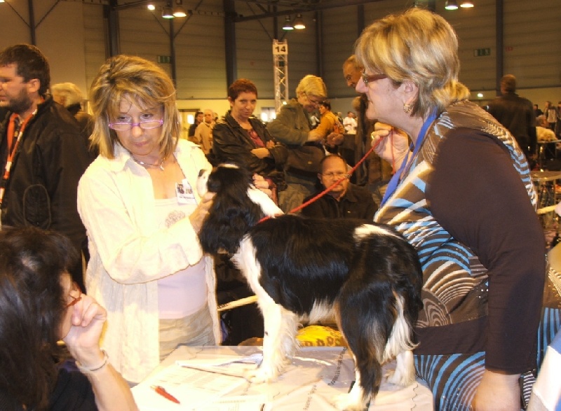 Carson de la Vallée d'Alina - EXCELLENT