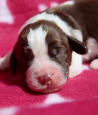 Les chiots de English Springer Spaniel