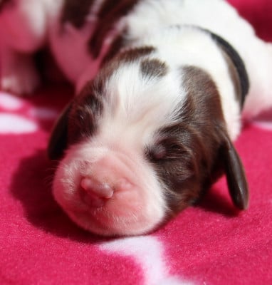 Les chiots de English Springer Spaniel