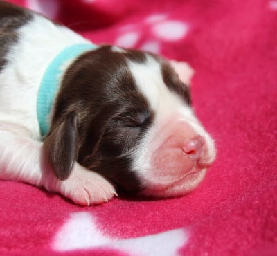 Les chiots de English Springer Spaniel