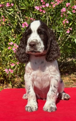Les chiots de English Springer Spaniel