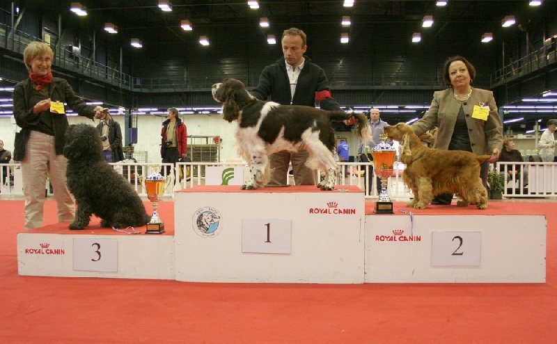 CH. Mompesson Challenge dit charlie - CACS - CACIB - BOB - BOG