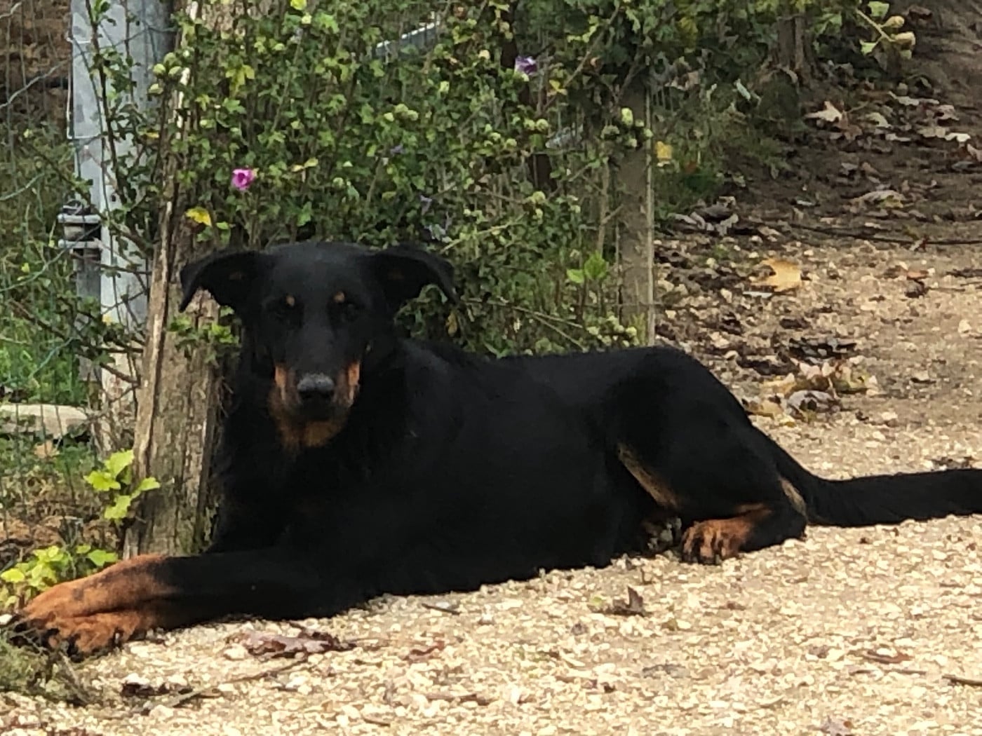 Uma Renaissance du Royaume D'Elsa De la grande bergerie