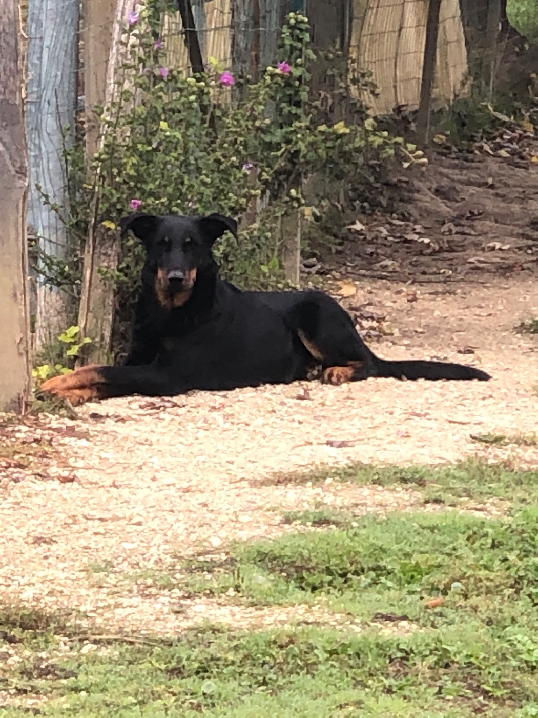 Uma Renaissance du Royaume D'Elsa De la grande bergerie