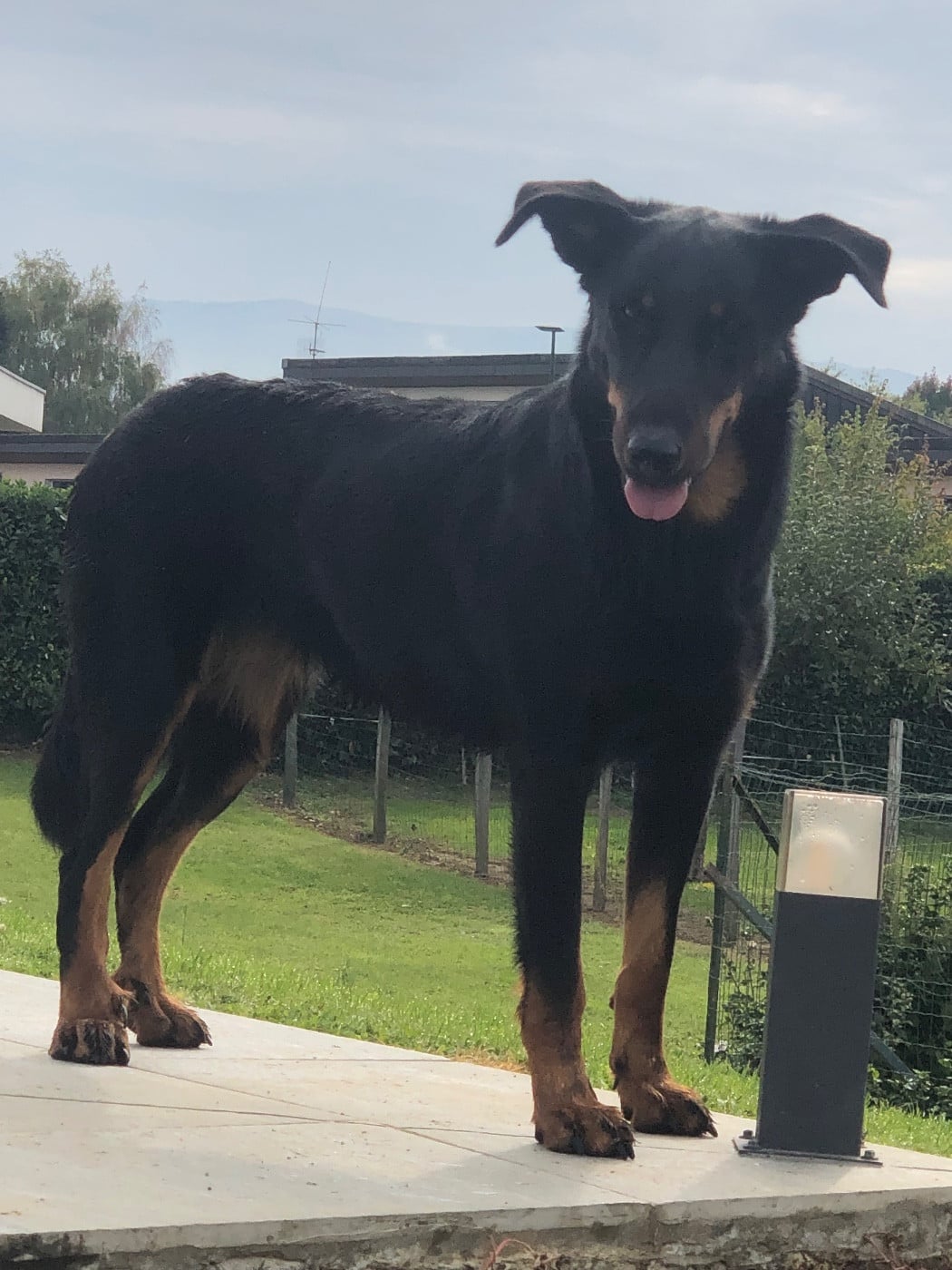 Uma Renaissance du Royaume D'Elsa De la grande bergerie