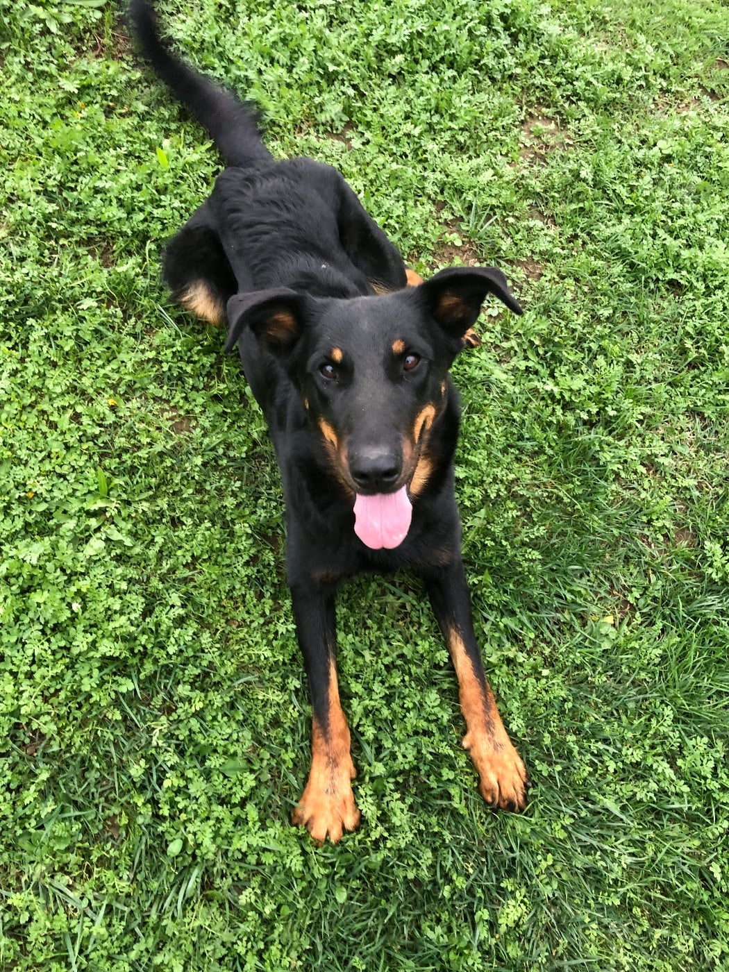 Uma Renaissance du Royaume D'Elsa De la grande bergerie