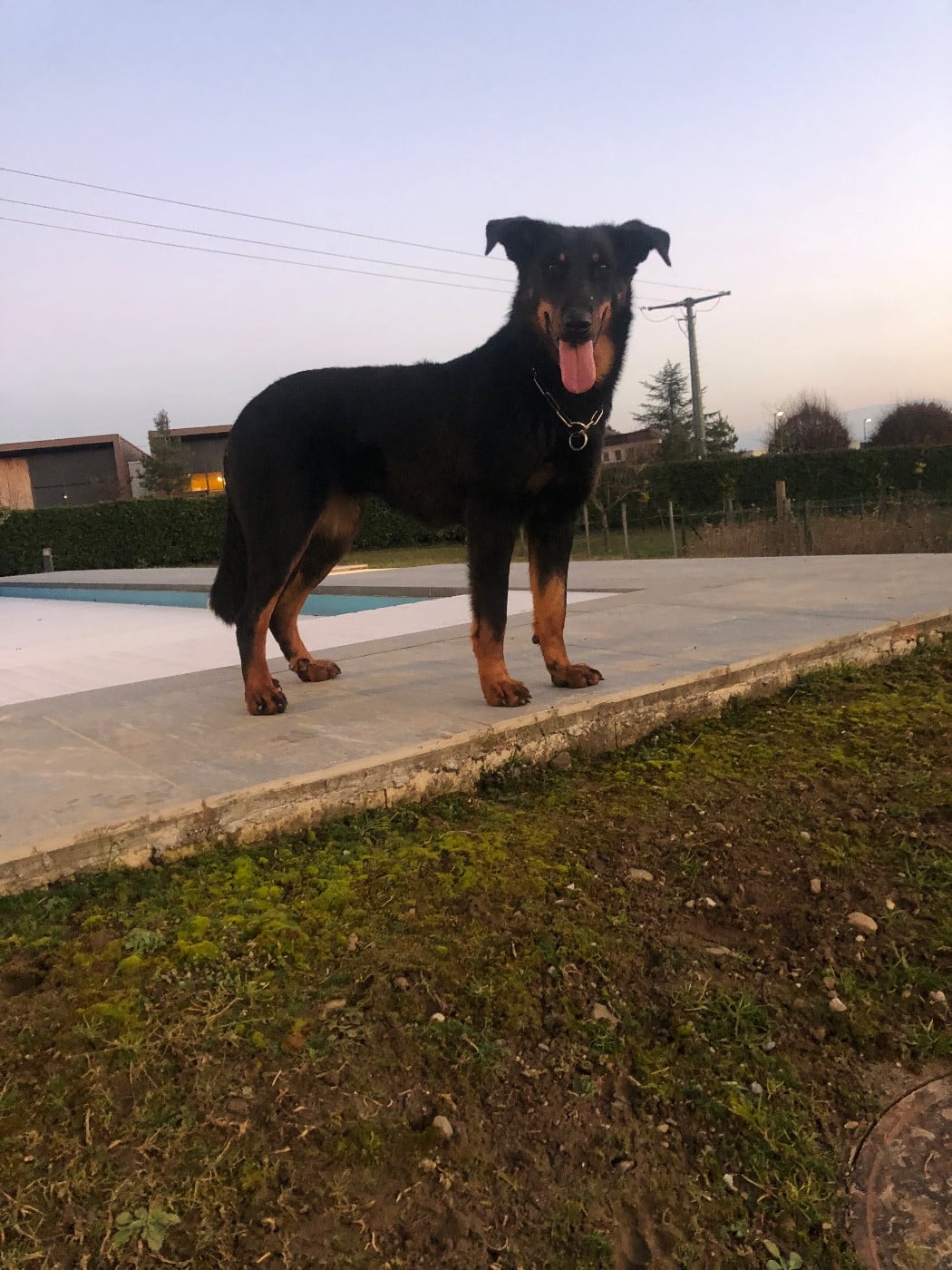 Uma Renaissance du Royaume D'Elsa De la grande bergerie