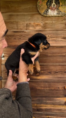 Les chiots de Berger de Beauce