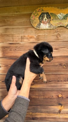 Les chiots de Berger de Beauce
