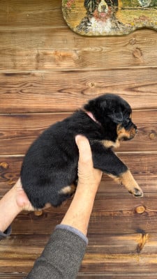 Les chiots de Berger de Beauce