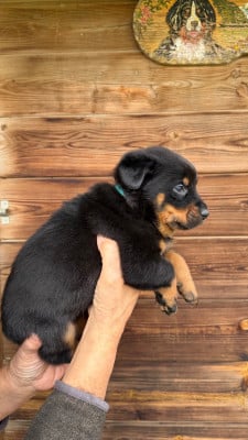Les chiots de Berger de Beauce