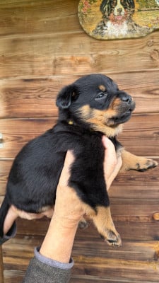 Les chiots de Berger de Beauce
