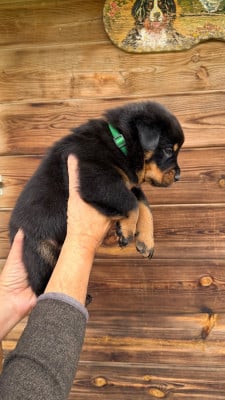 Les chiots de Berger de Beauce