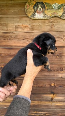 Les chiots de Berger de Beauce
