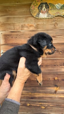 Les chiots de Berger de Beauce