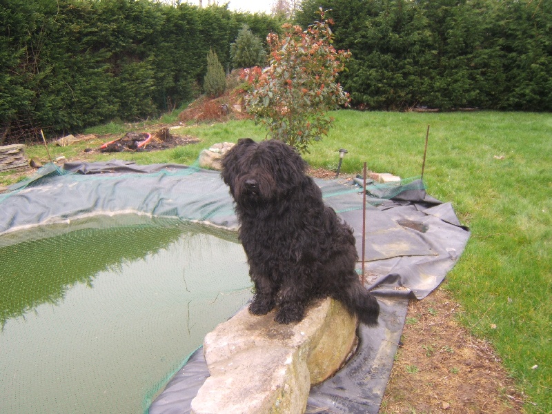 CH. Vuelto a dream of Bear'd