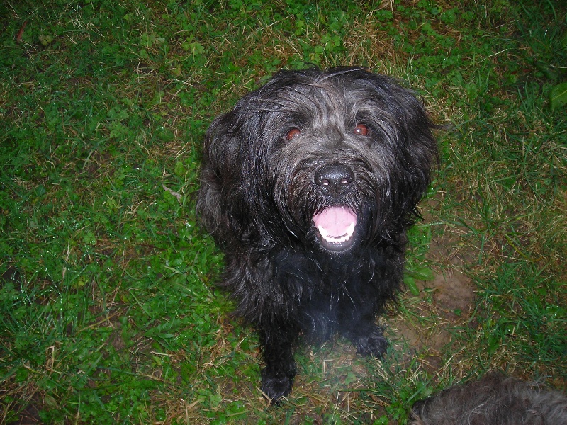 CH. Volcanite (Sans Affixe)