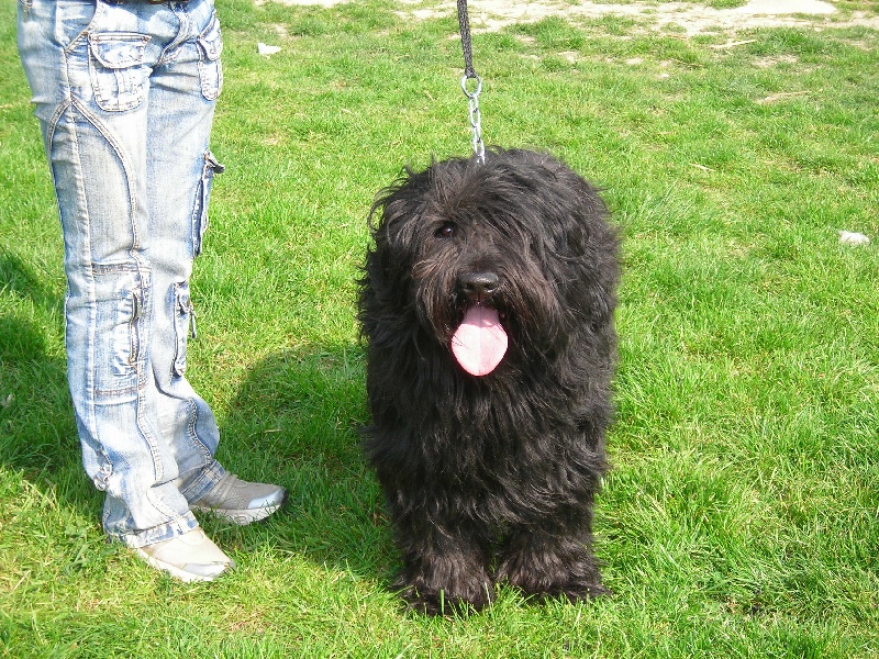 CH. Vuelto a dream of Bear'd