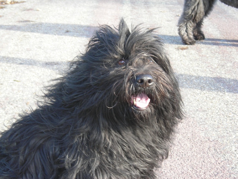 CH. Vuelto a dream of Bear'd