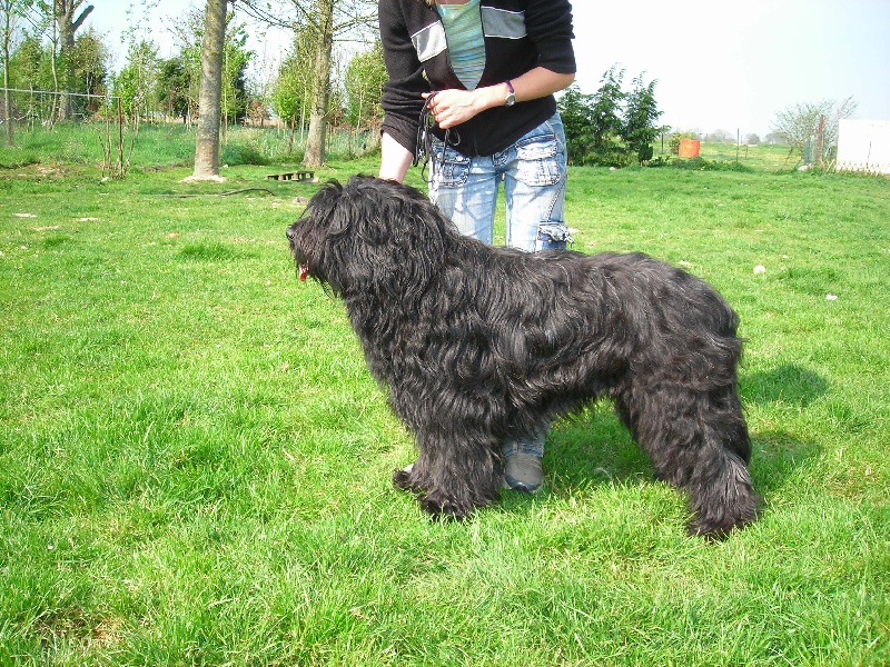 CH. Vuelto a dream of Bear'd