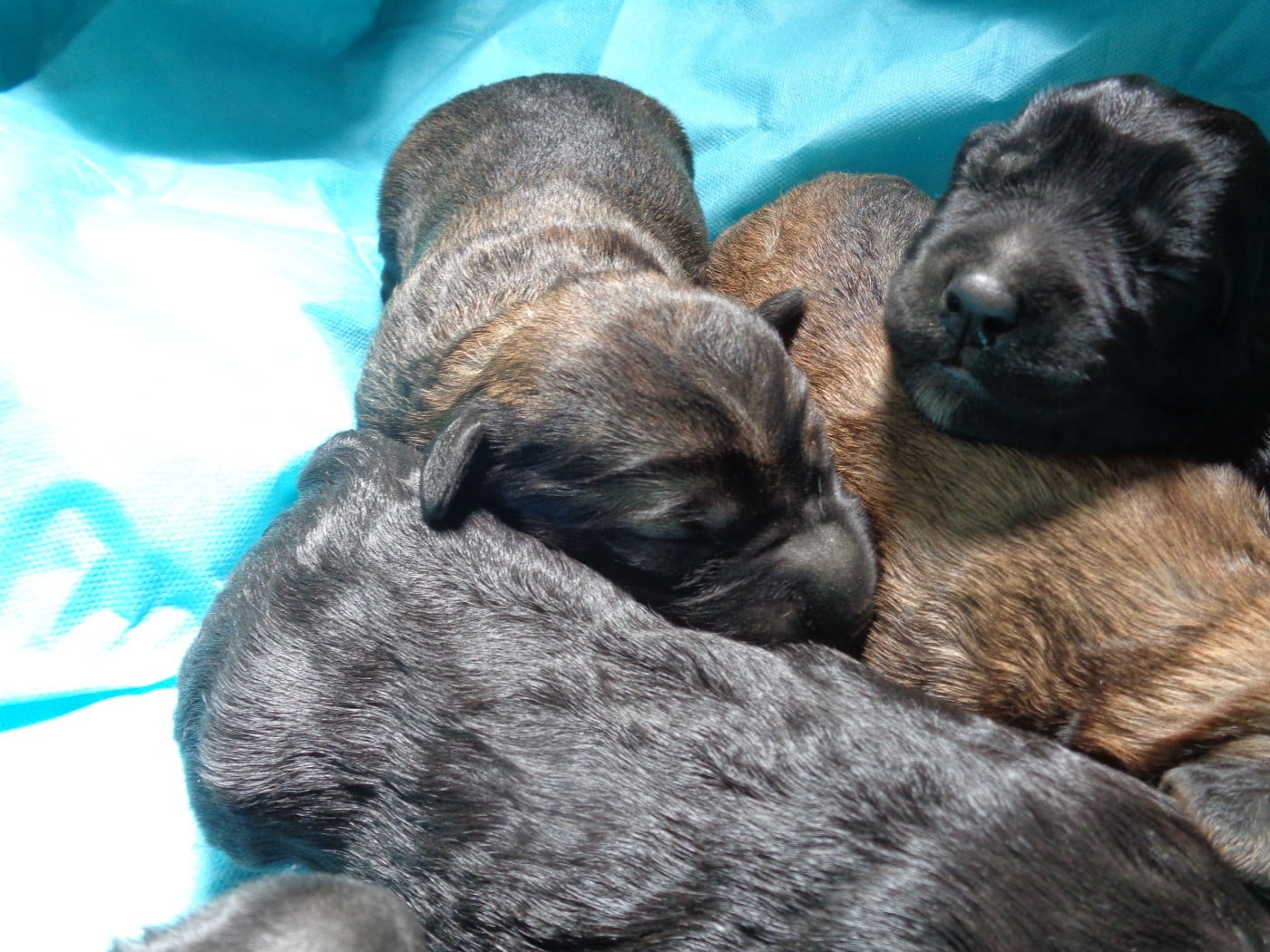 Chiot N°1