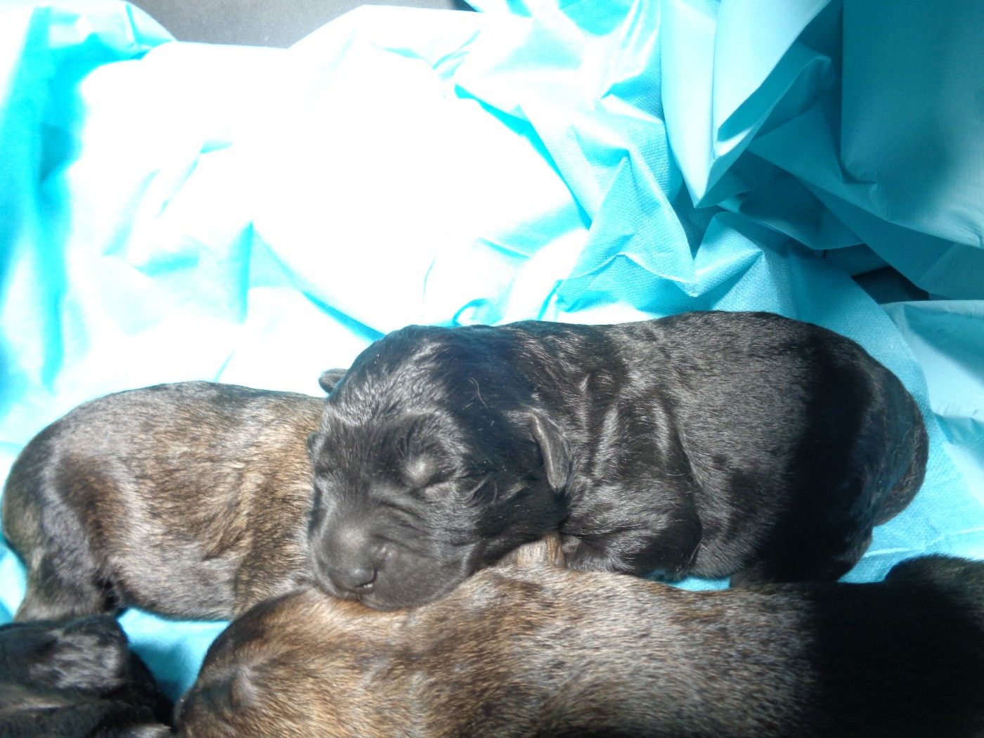 Chiot N°3